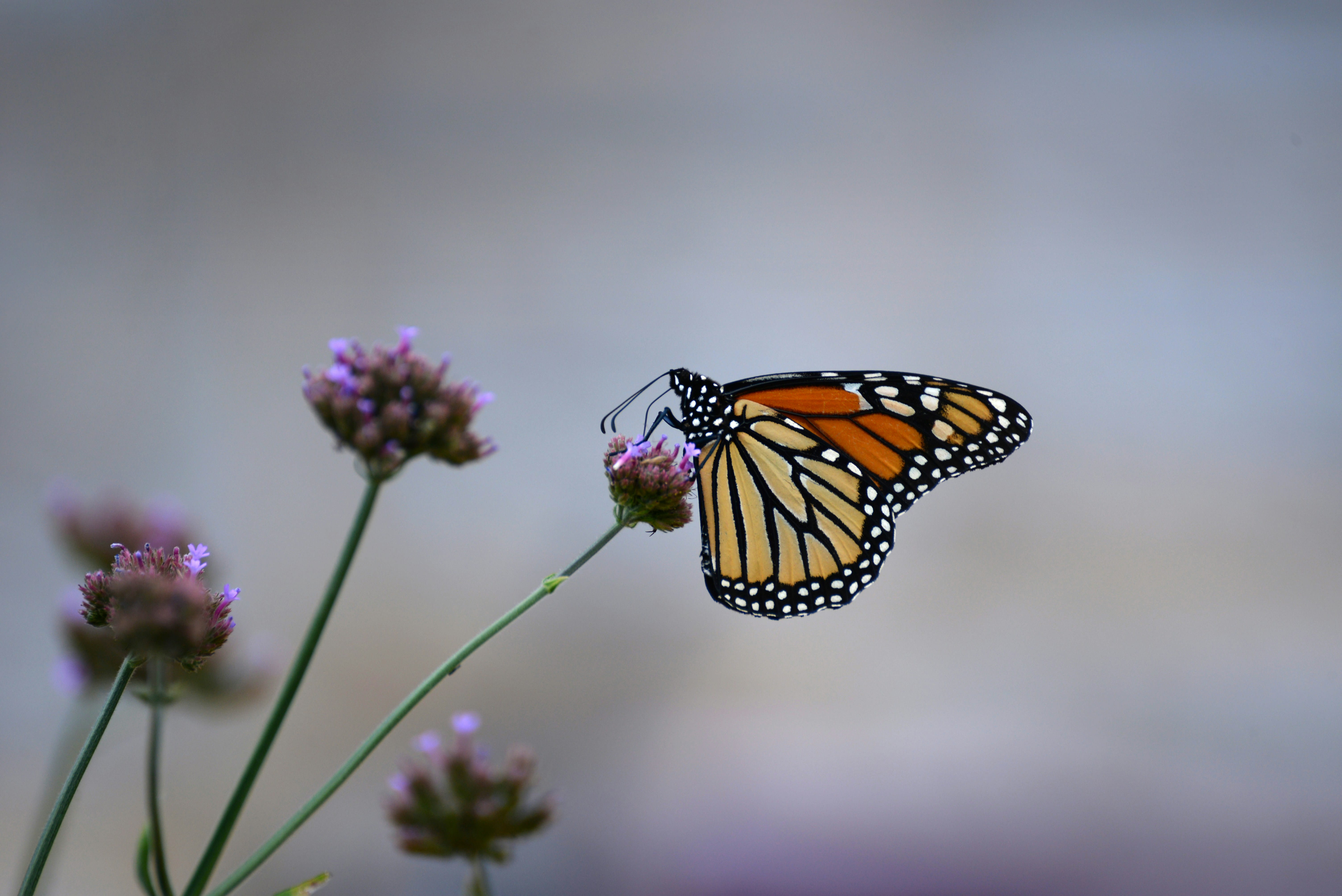 A monarch butterfly sitting on a flower stem.