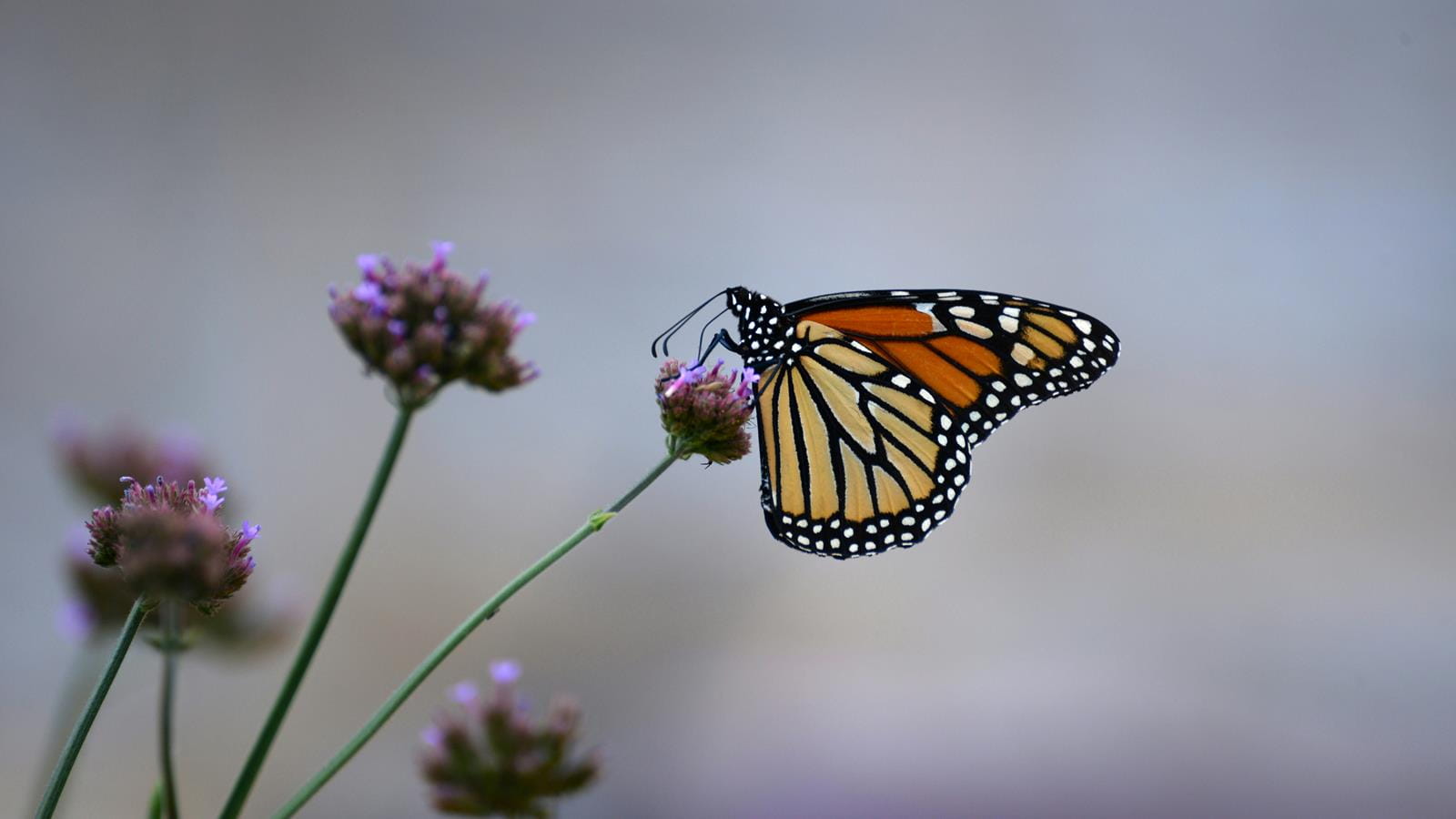 A monarch butterfly sitting on a flower stem.