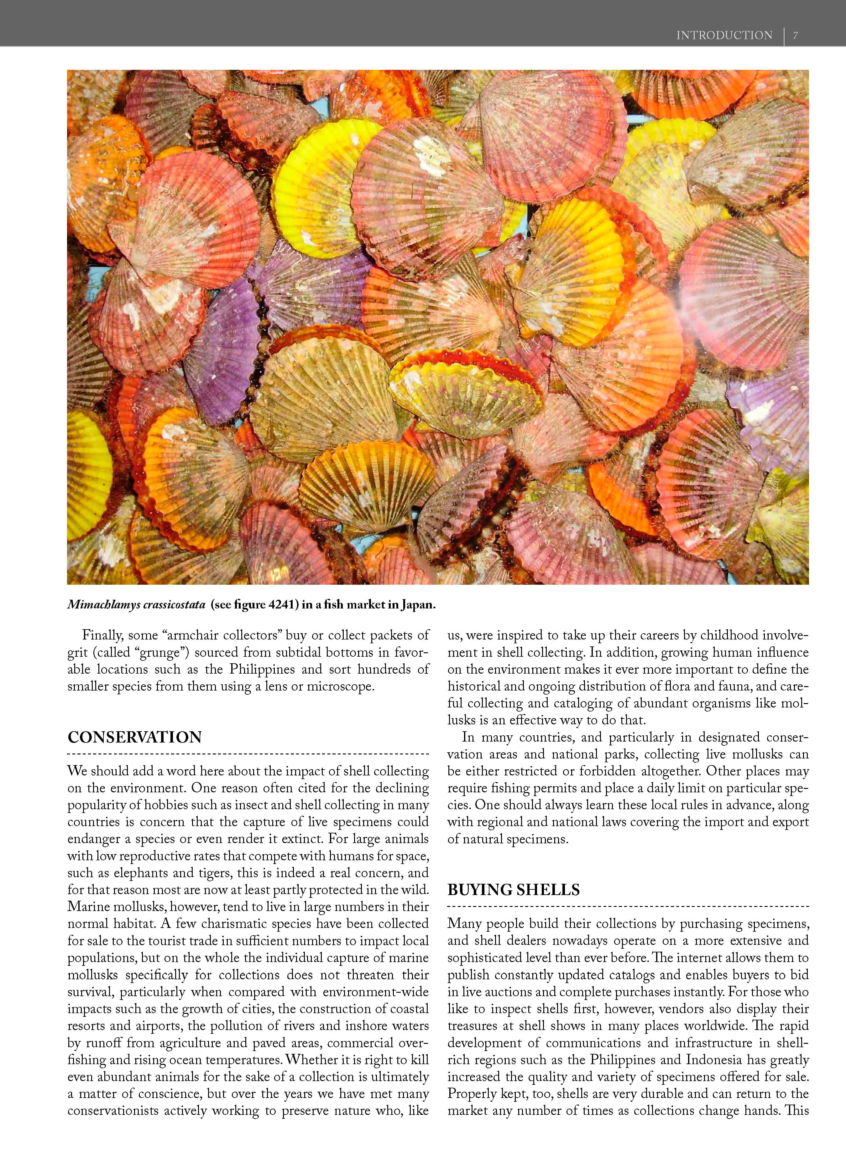 Page from the book Seashells of the World
