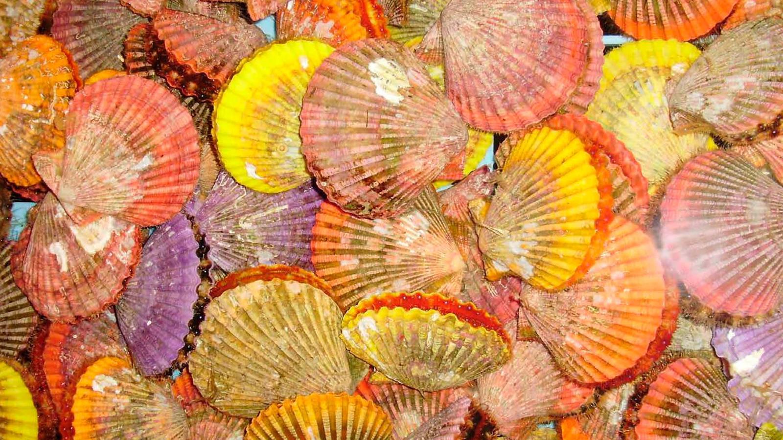 Page from the book Seashells of the World