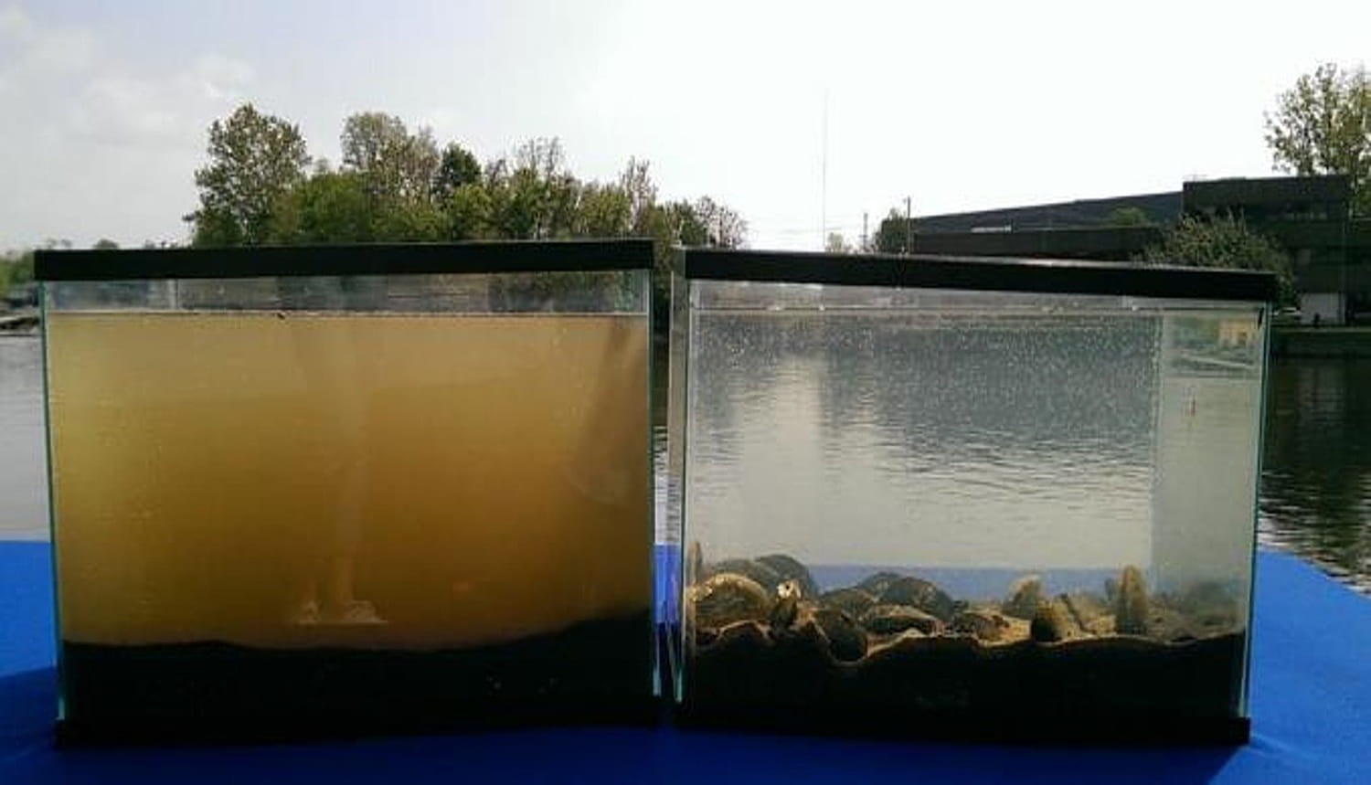 Two aquariums full of water, the one on the left filled with murky water and the one on the right with clear water, showing the impact of mussels on cleaning water