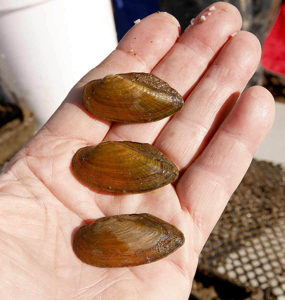 Hand holding juvenile mussels