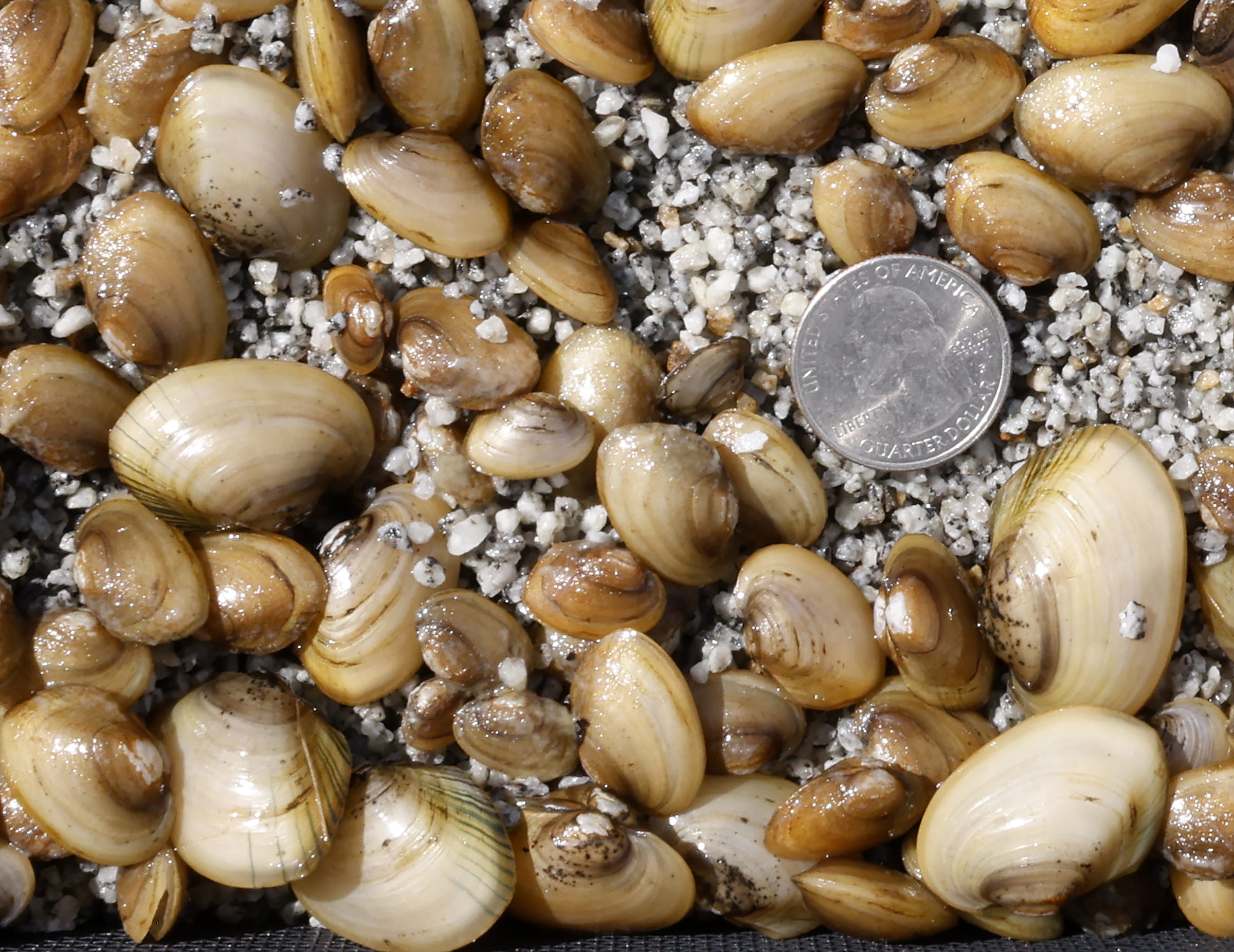 Juvenile mussels shown with a coin for scale