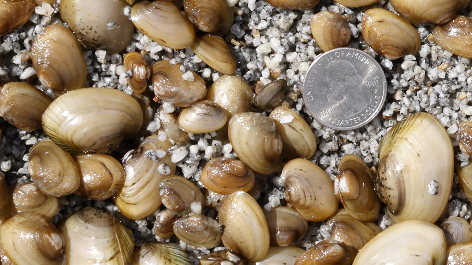 Juvenile mussels shown with a coin for scale