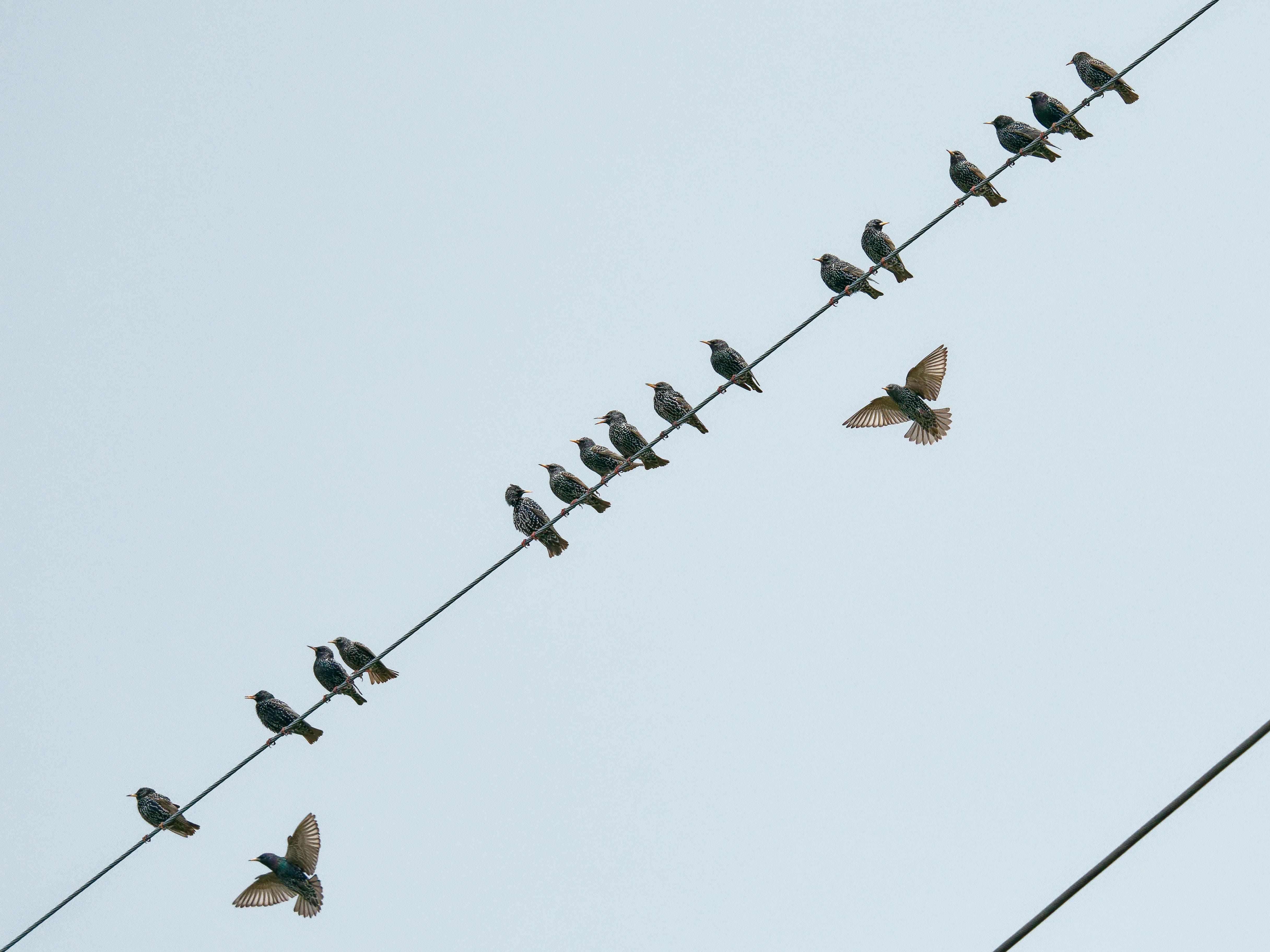Birds sitting on a powerline