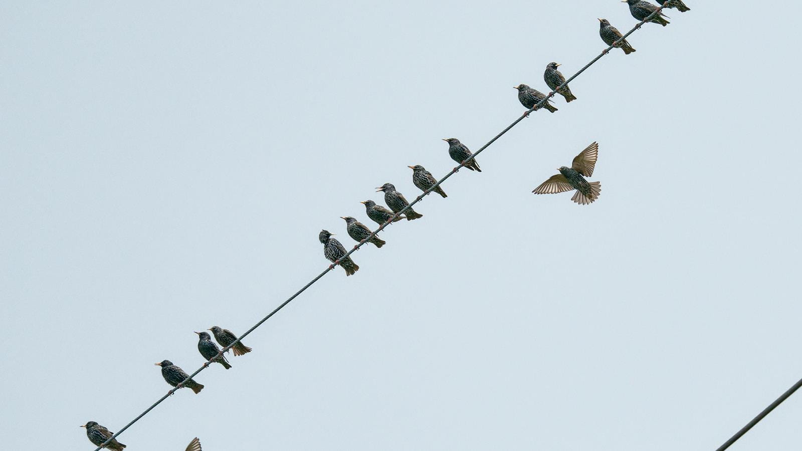 Birds sitting on a powerline