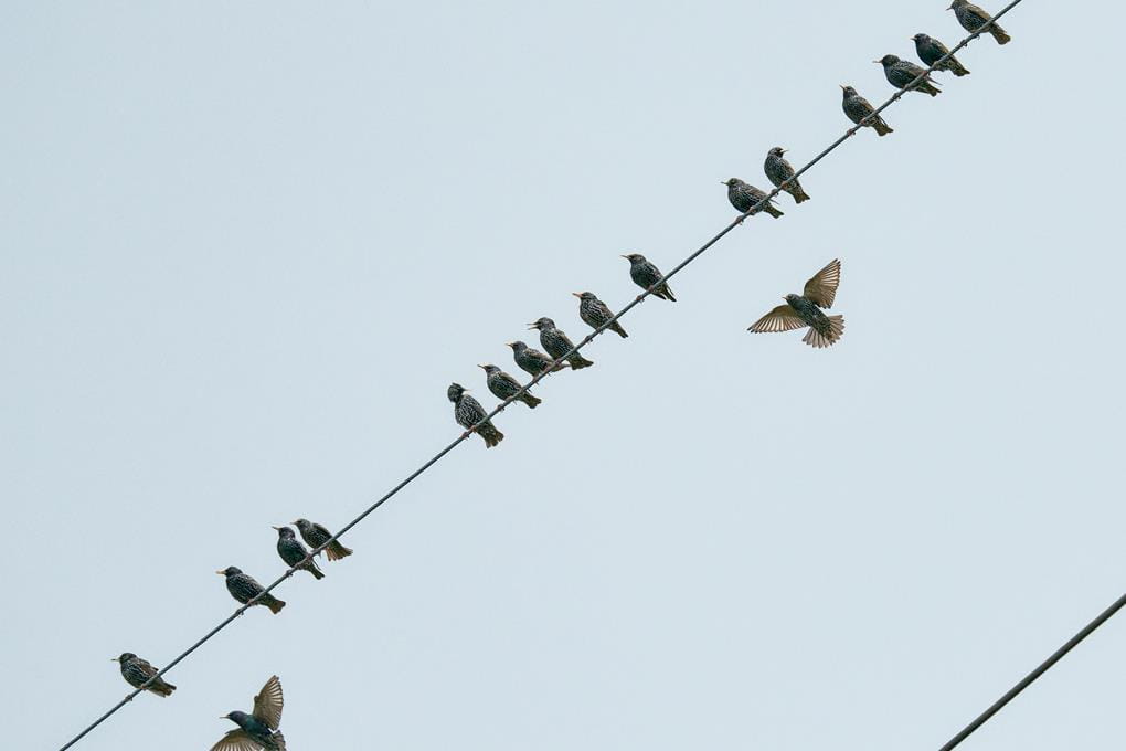 Birds sitting on a powerline
