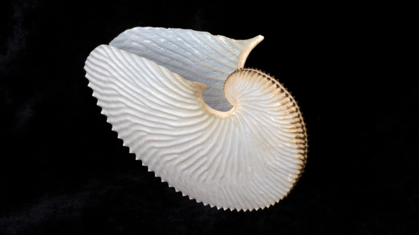 An image of Argonauta argo