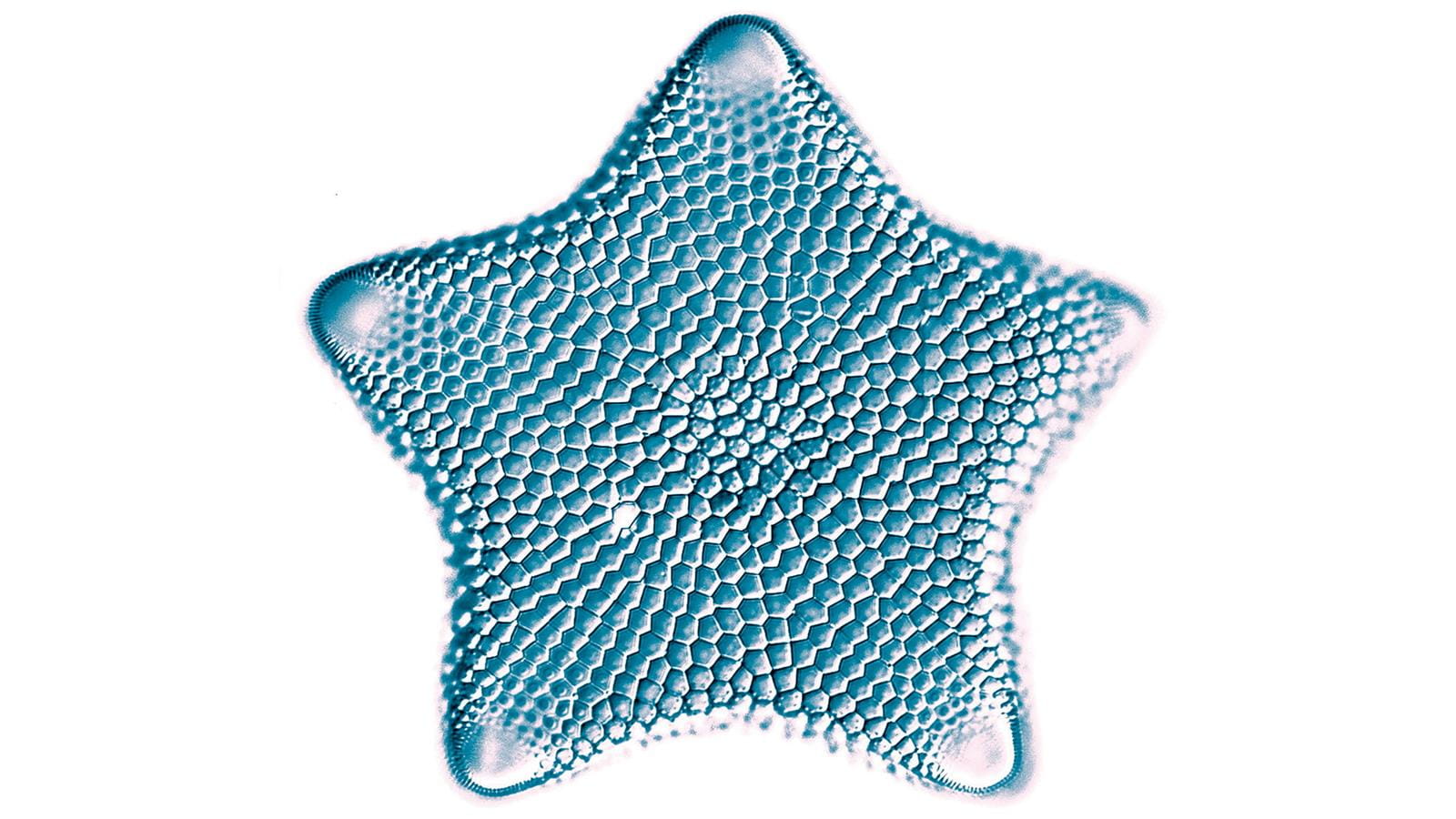 High res image of biddulphia inflata var. recta