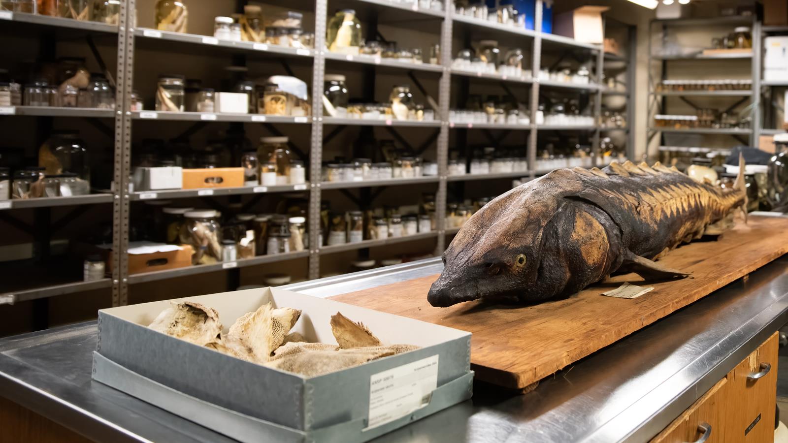 A room with jars of collected specimens with a large specimen on a table in the middle of the room.