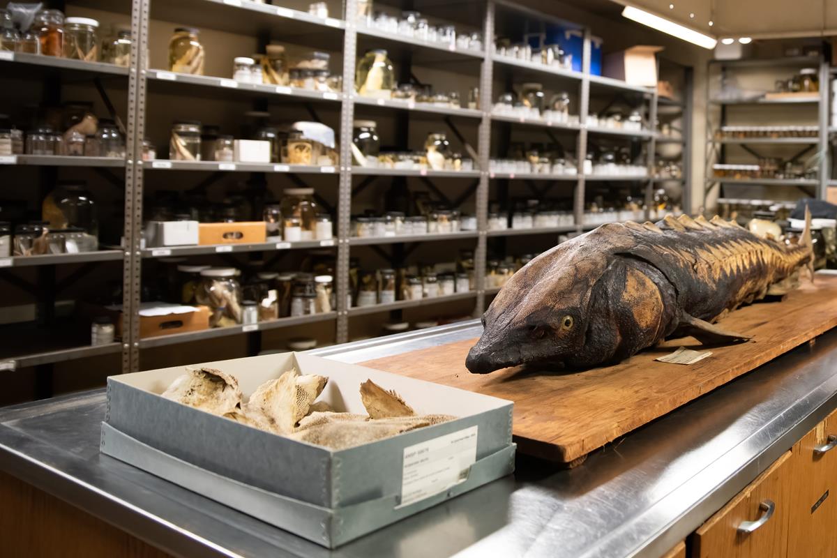 A room with jars of collected specimens with a large specimen on a table in the middle of the room.