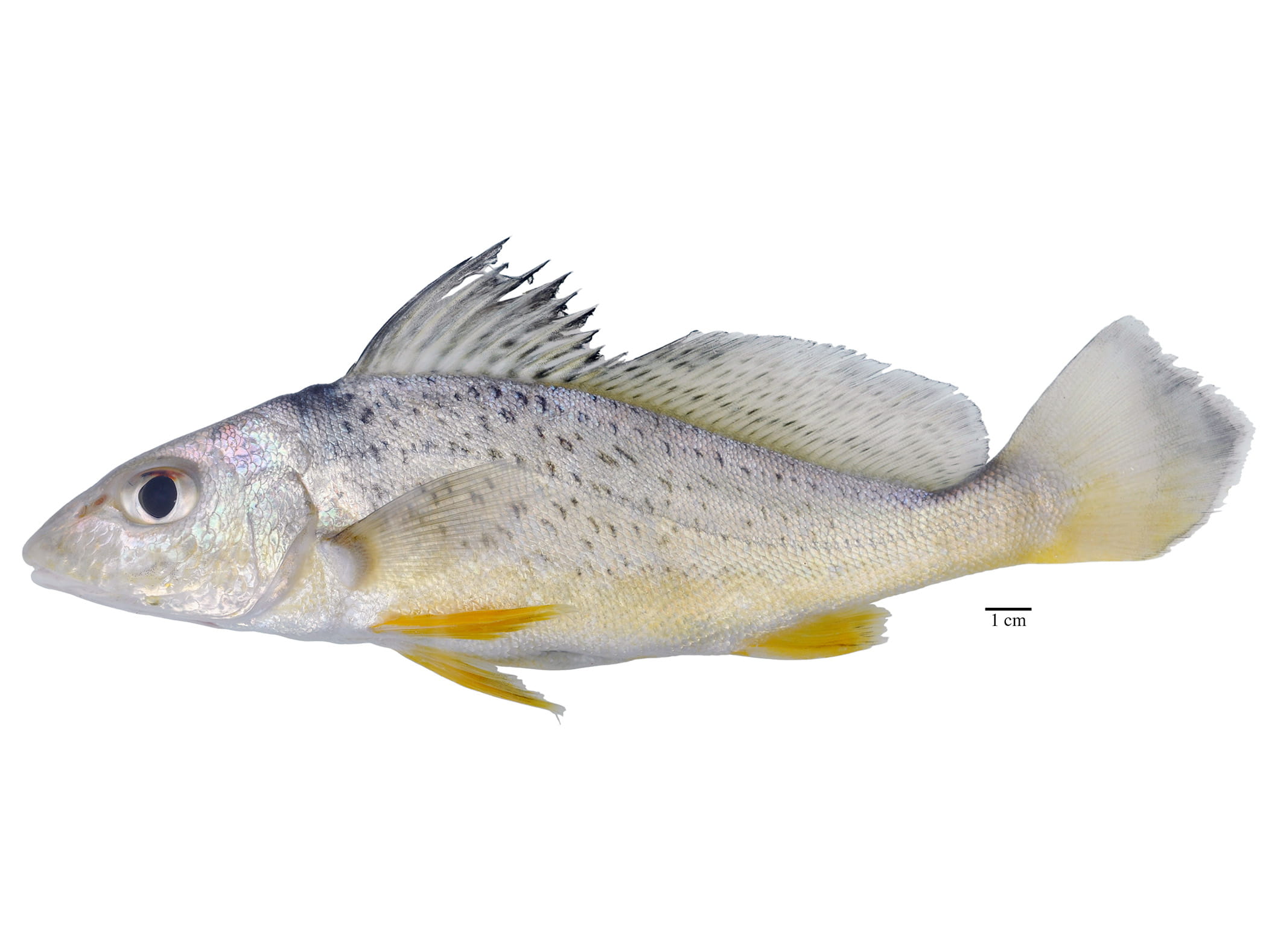 A high-res image of Pachyurus_junki