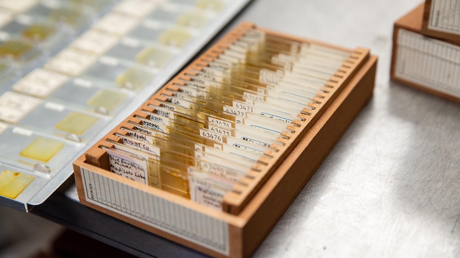 Diatom slides organized in a wooden box.