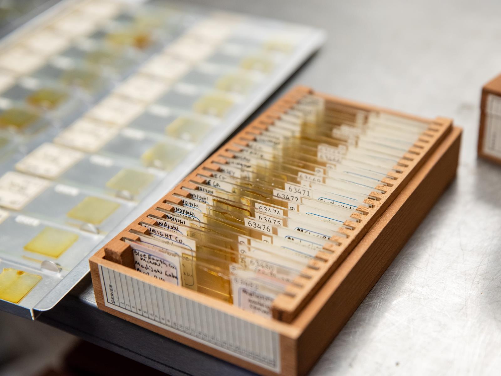 Diatom slides organized in a wooden box.
