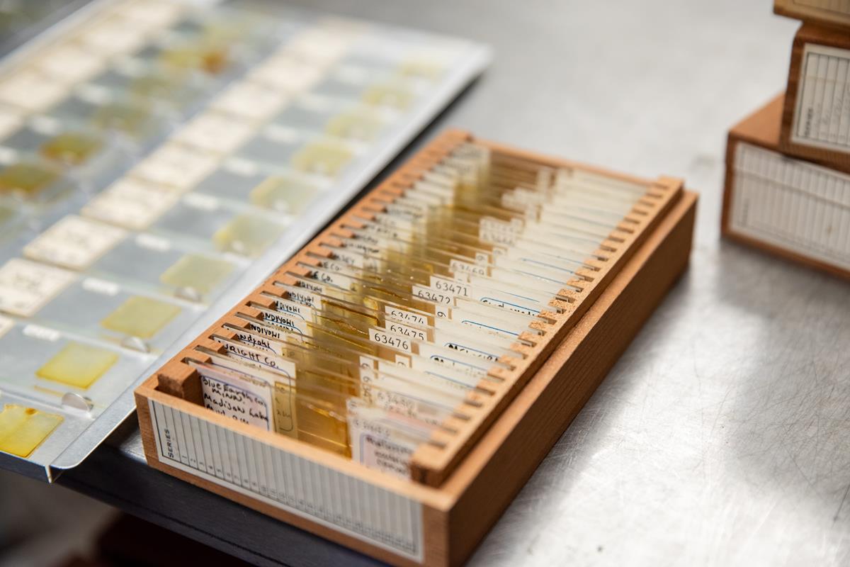 Diatom slides organized in a wooden box.