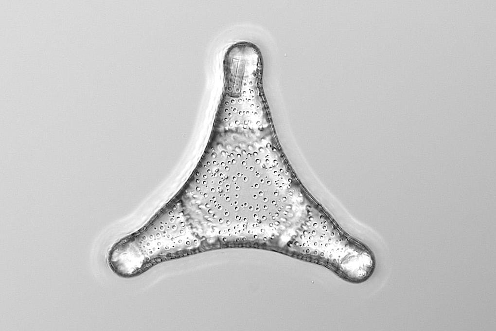 A microscopic image of a diatom.