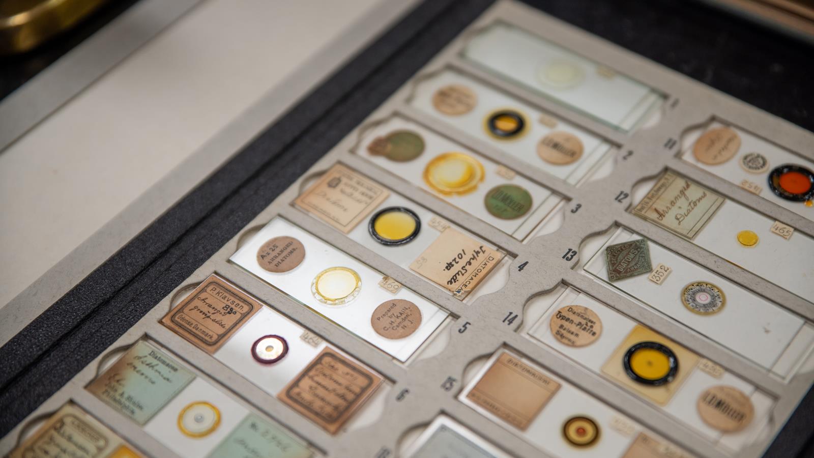 Several diatom slides in a case.