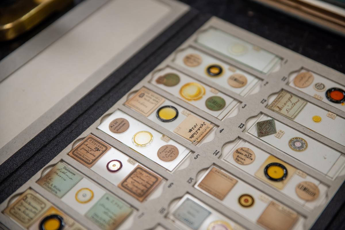 Several diatom slides in a case.