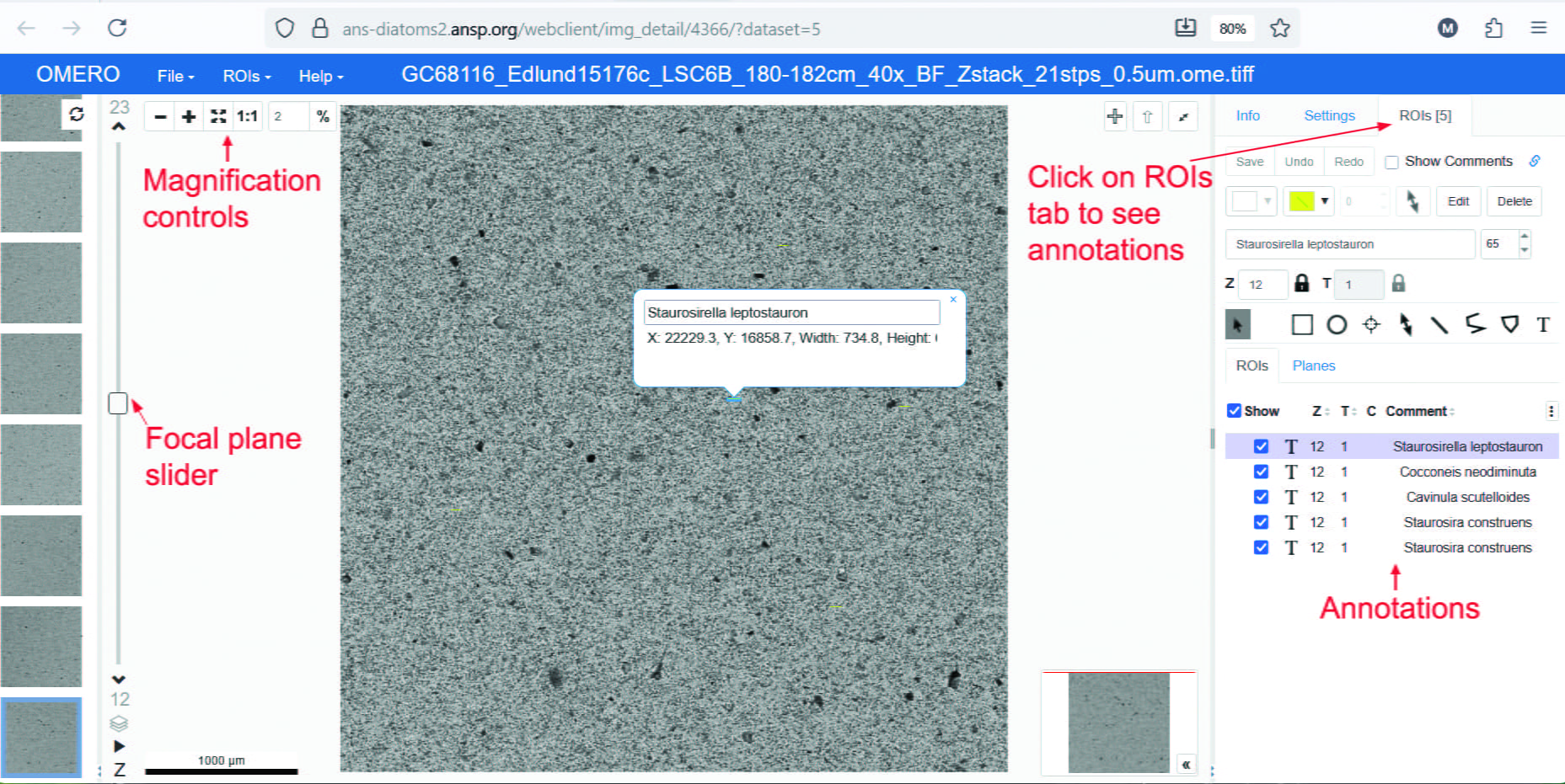 A slide that focuses on diatoms at different focal planes.
