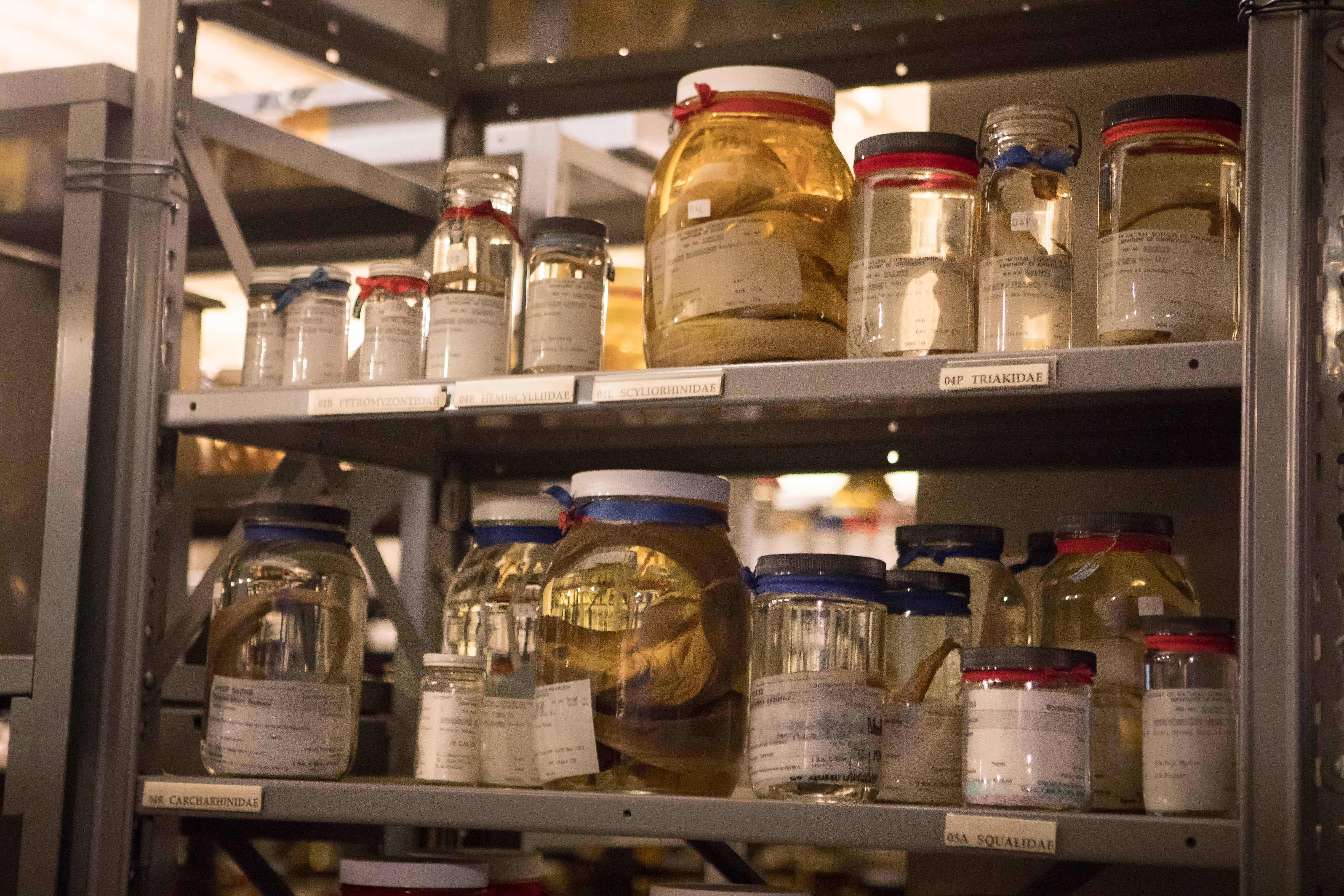 A collection of several jars on a shelf in the Academy's Ichthyology collection.