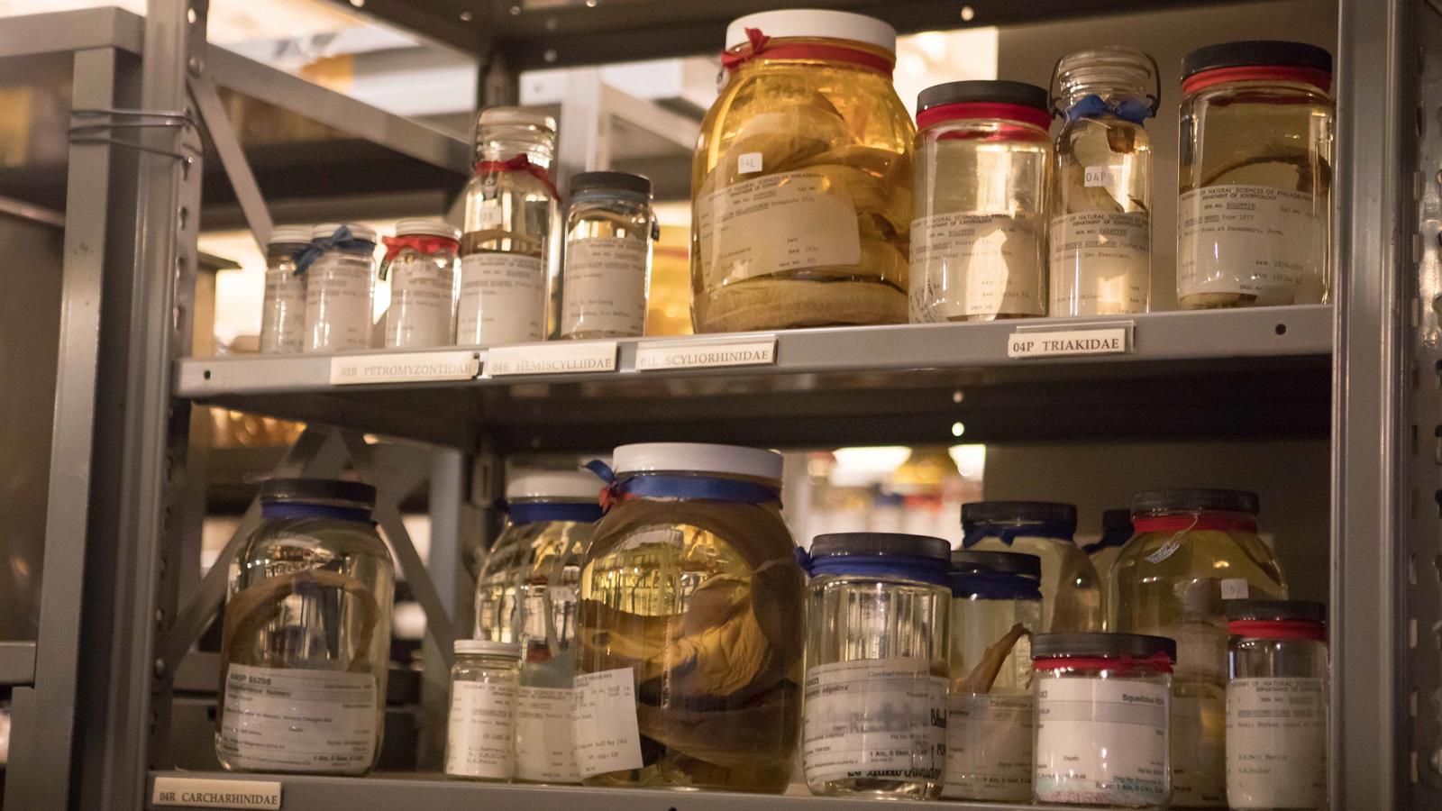 A collection of several jars on a shelf in the Academy's Ichthyology collection.