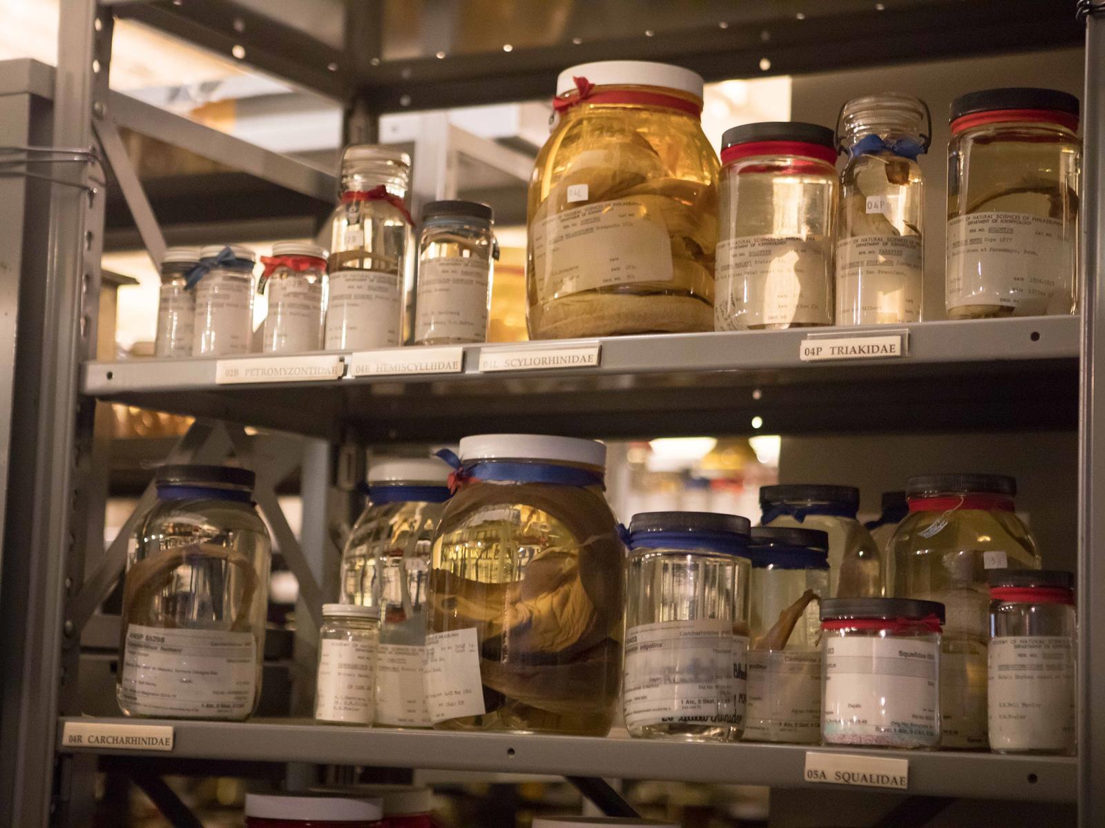 A collection of several jars on a shelf in the Academy's Ichthyology collection.
