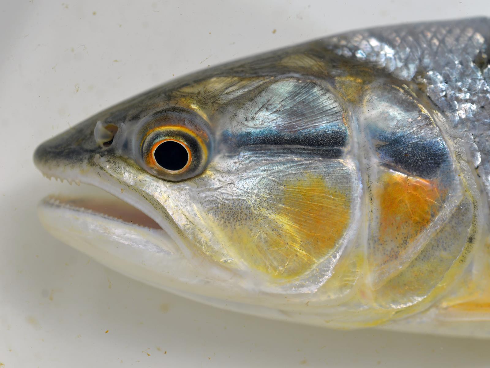 A close-up of a fish head.