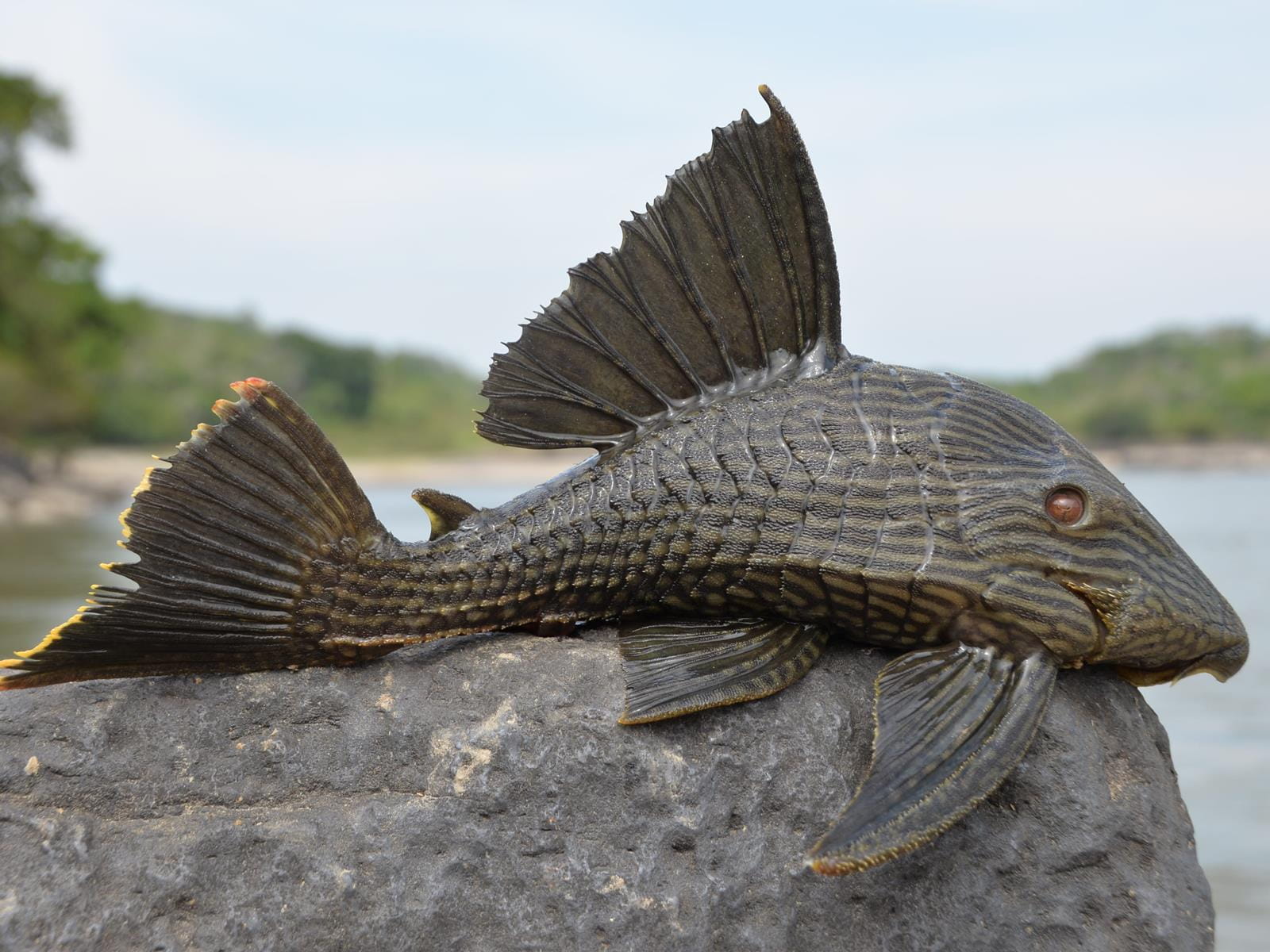 A Royal Pleco (Panaque nigrolineatus), ontop of a rock in a river.