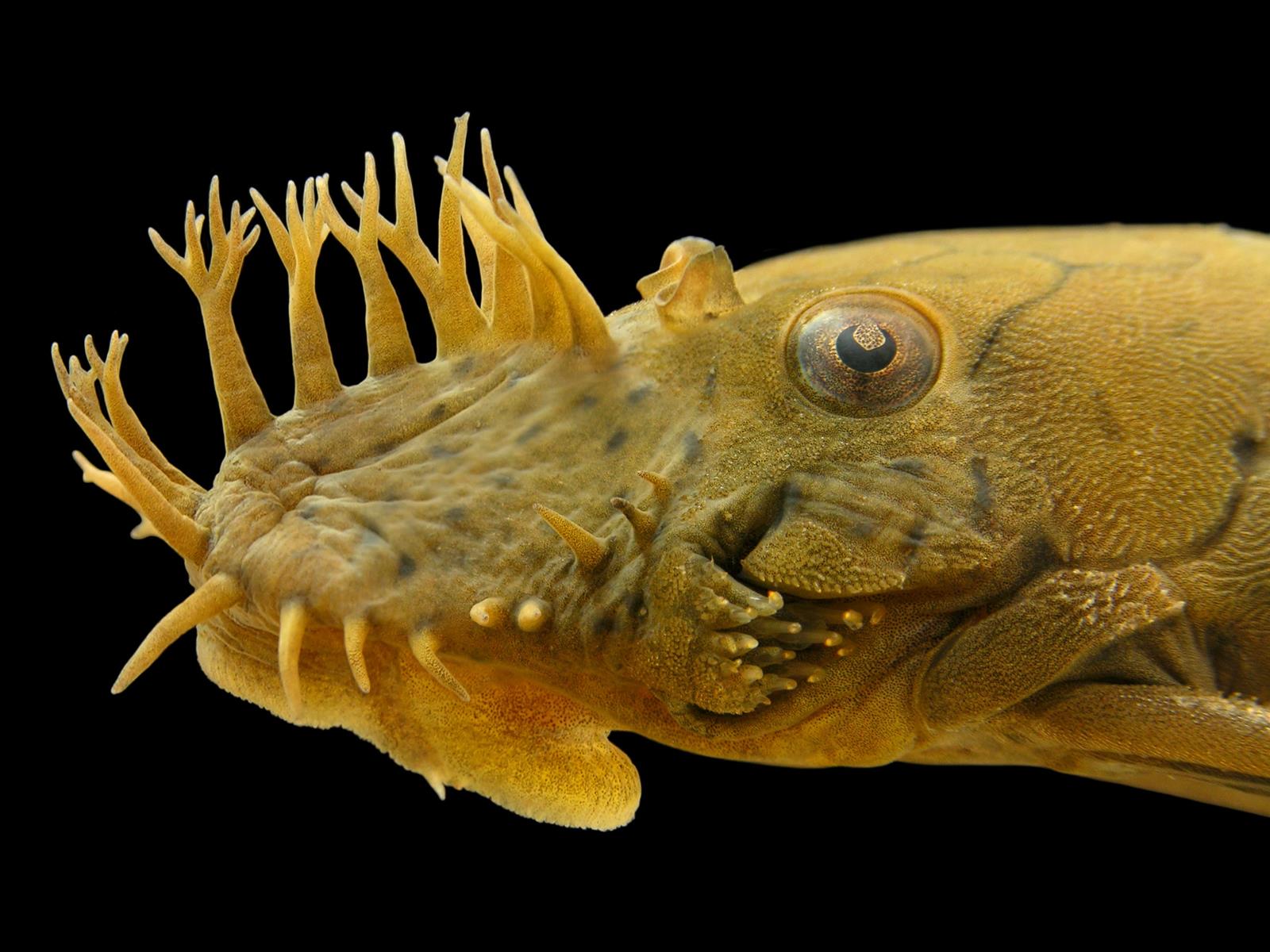 A close-up of bristlenose pleco (Ancistrus sp.)