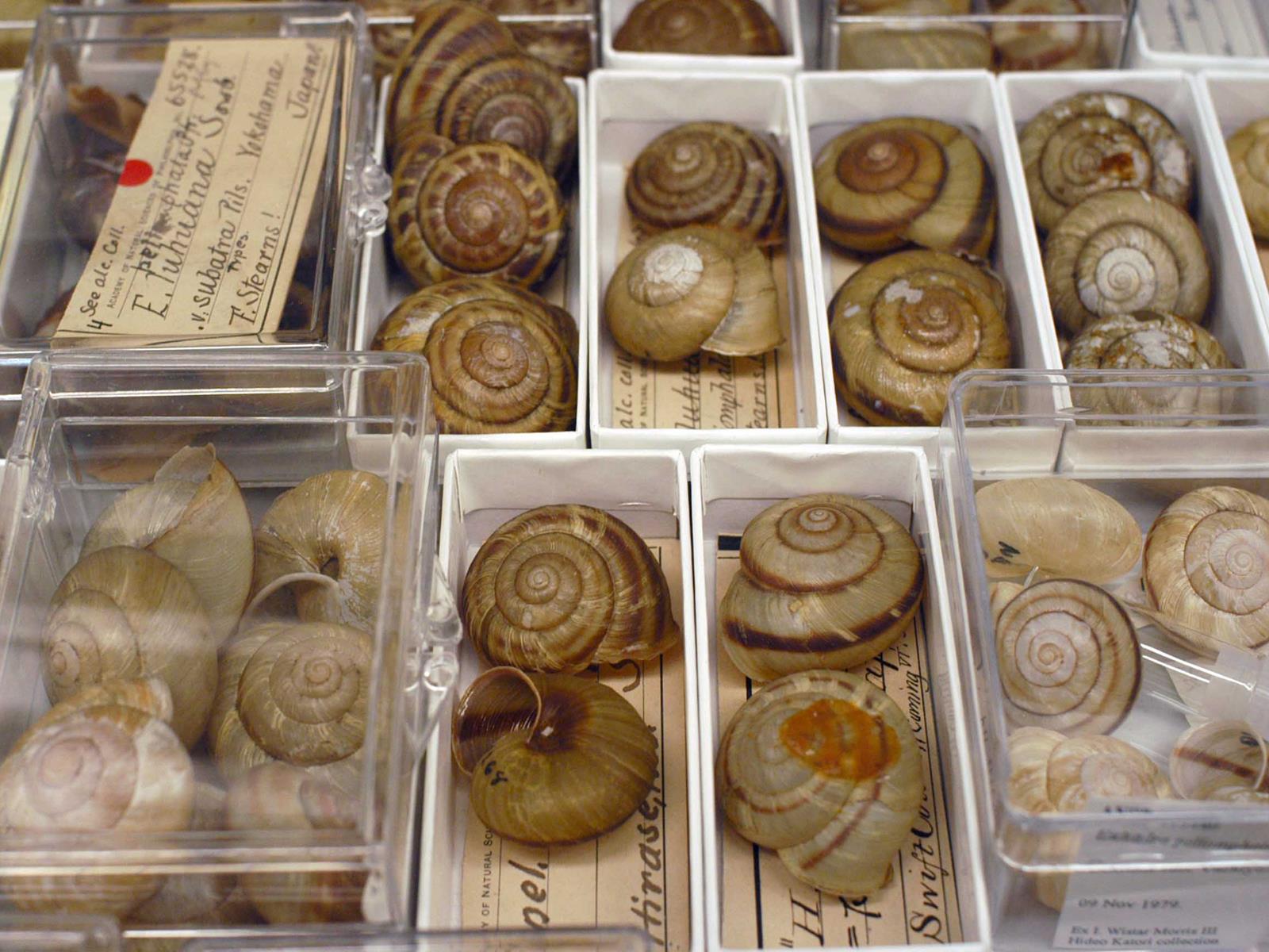 A collection of several smaller shells from the Academy's Malacology department.