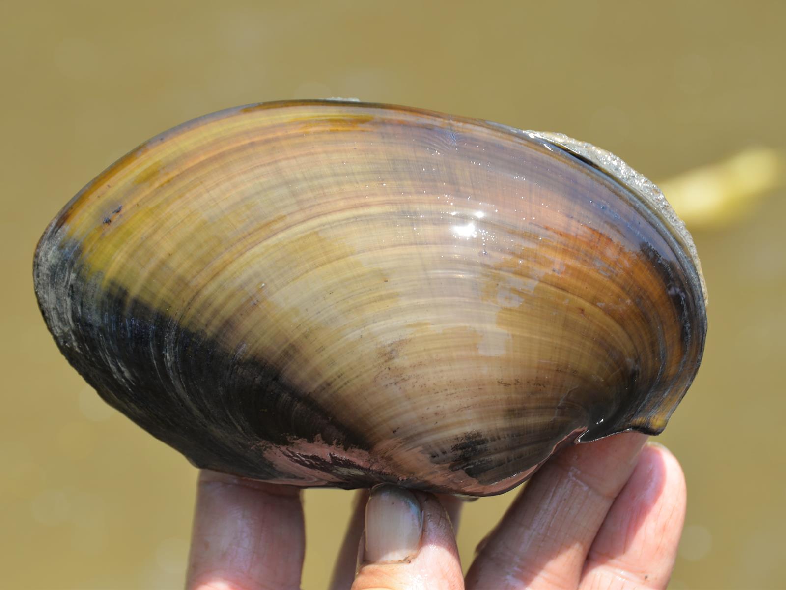 A scientist from the Academy's Malacology department holding up a shell.