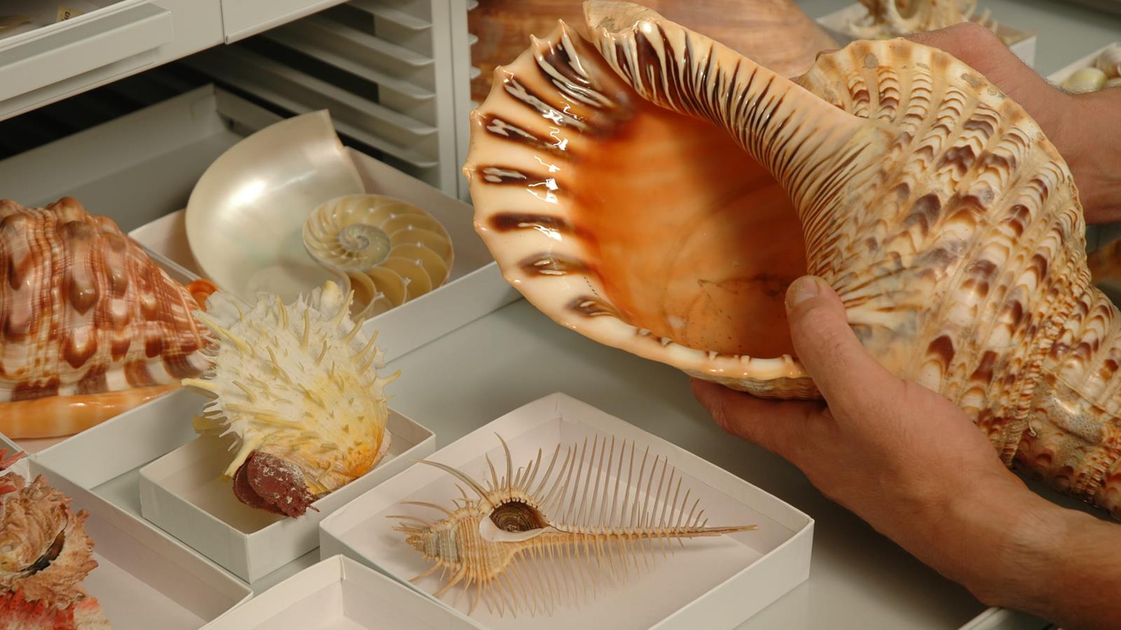 Shells in the Malacology collection at the Academy of Natural Sciences