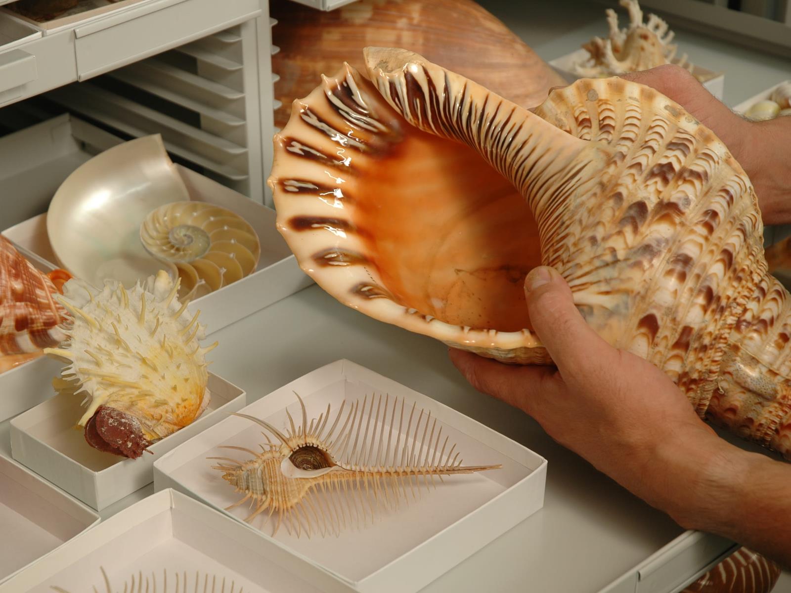 Shells in the Malacology collection at the Academy of Natural Sciences