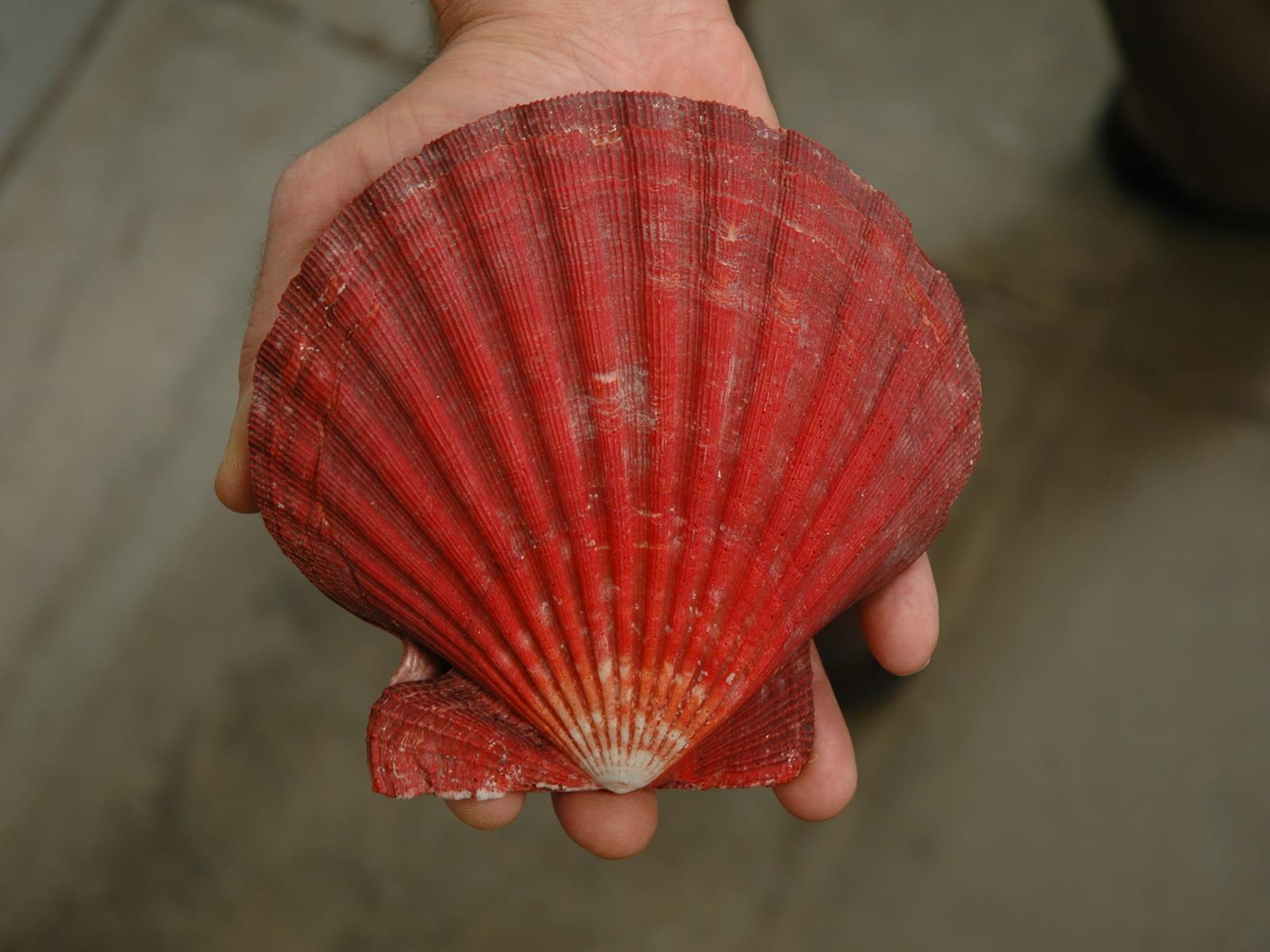 A scientist from the Academy's Malacology department holding a red shell.