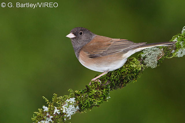 A Dark-eyed Junco sitting on a mossy branch.