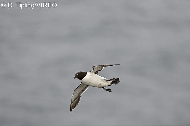 A razorbill flying in the air.