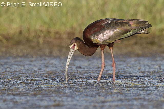 A White-faced Ibis looking for food in a river.