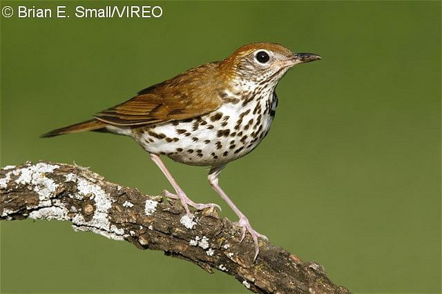 A Wood Thrush sitting on a branch.