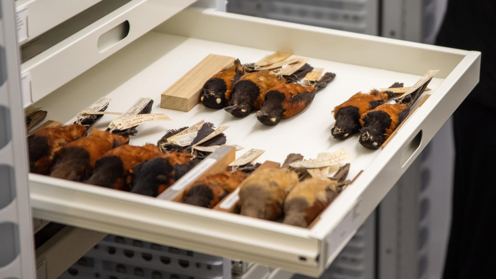 A white specimen cabinet with several birds in the Ornithology collection at the Academy of Natural Sciences.