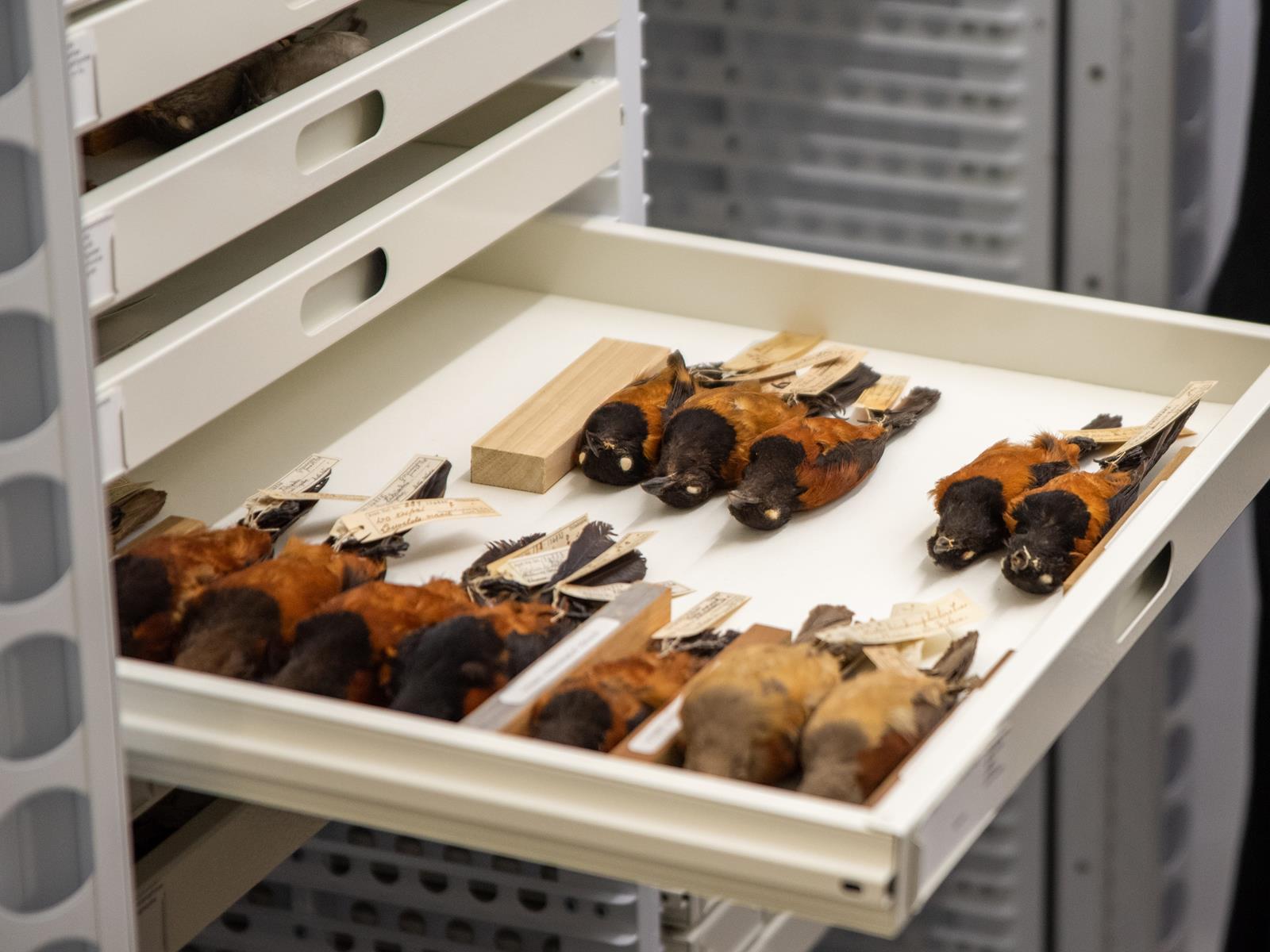 A white specimen cabinet with several birds in the Ornithology collection at the Academy of Natural Sciences.