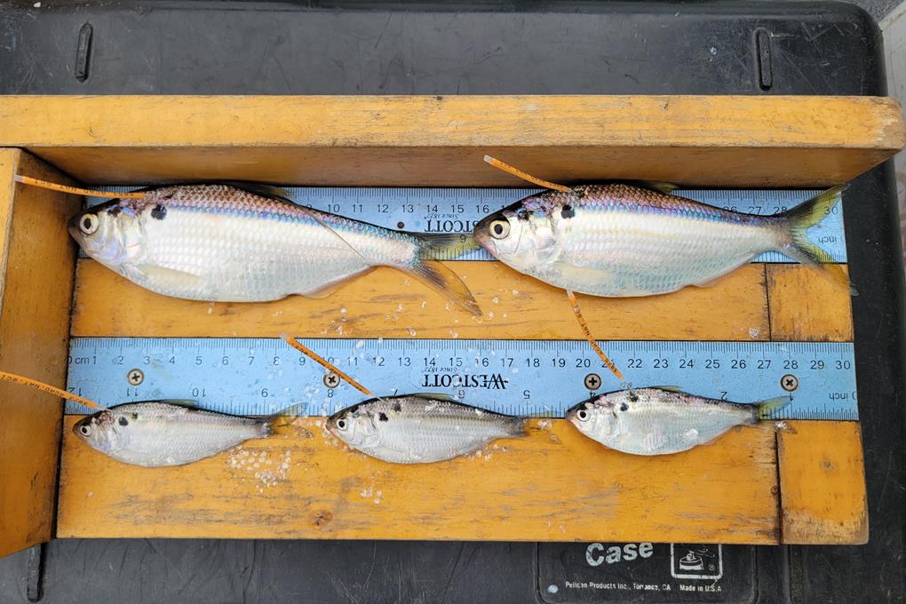 Several fish being measured on a specialized tool.