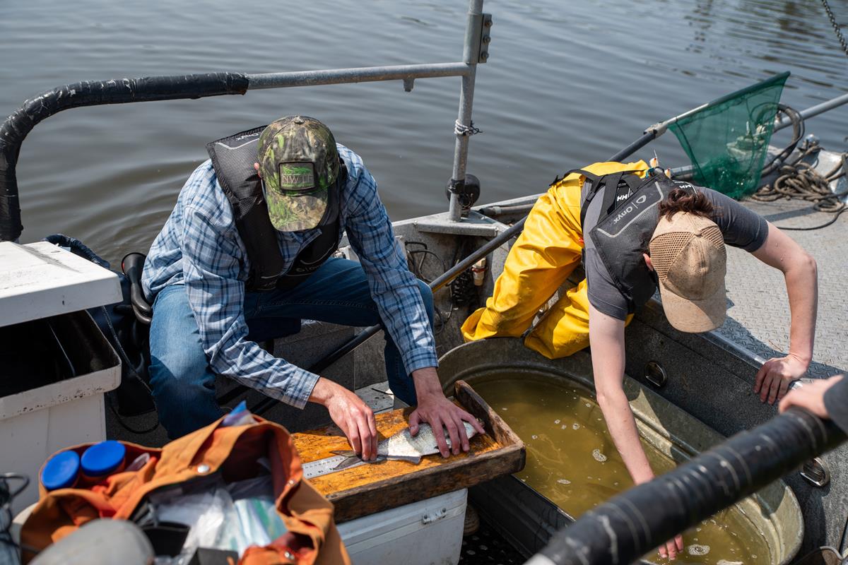 Two scientists from the Fisheries department measure fish from a river in New Jersey.