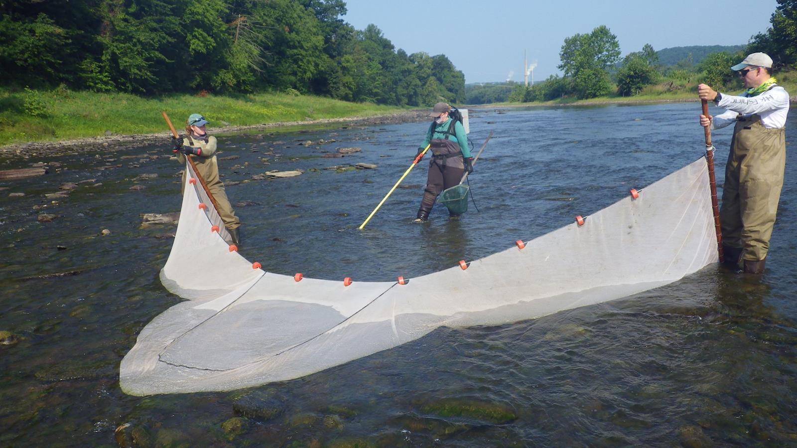 Three fisheries scientists in a river, two carrying a net and one with specialized tool.