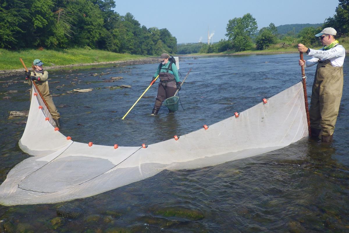 Three fisheries scientists in a river, two carrying a net and one with specialized tool.