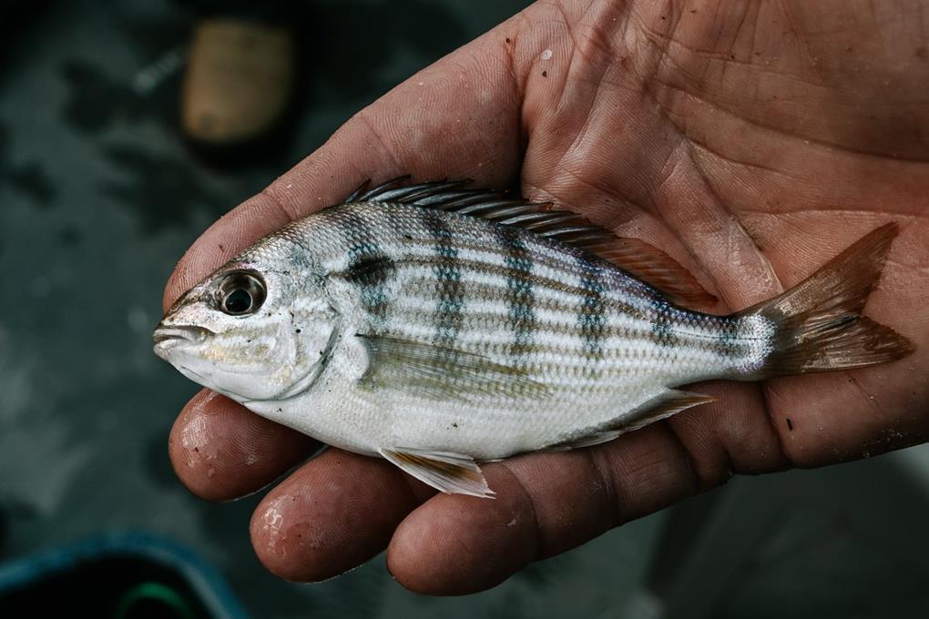 A fisheries scientist holding a pinfish.
