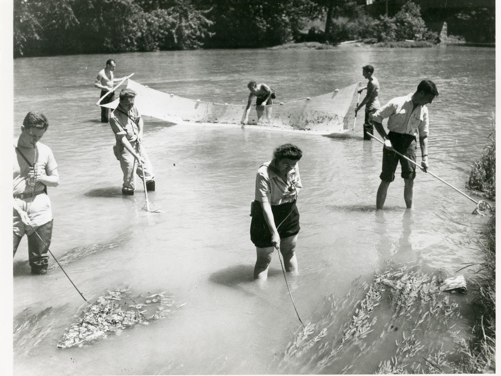 A black and white photo of scientists collecting specimens in a river.