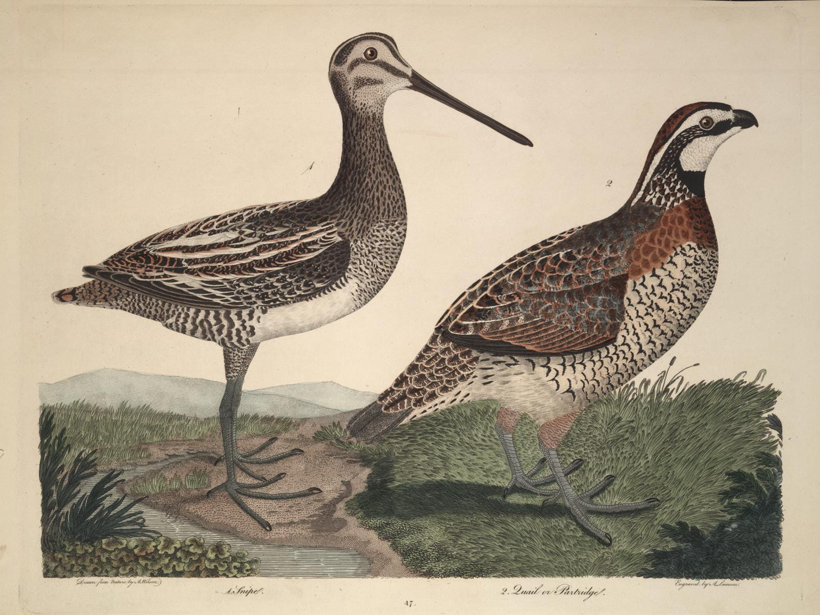 A drawing of two birds that live in the Academy's collections.