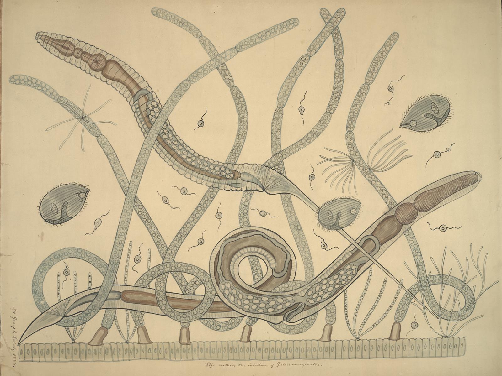 An artist's drawing of several micro organisms that lives in the Academy's collections.