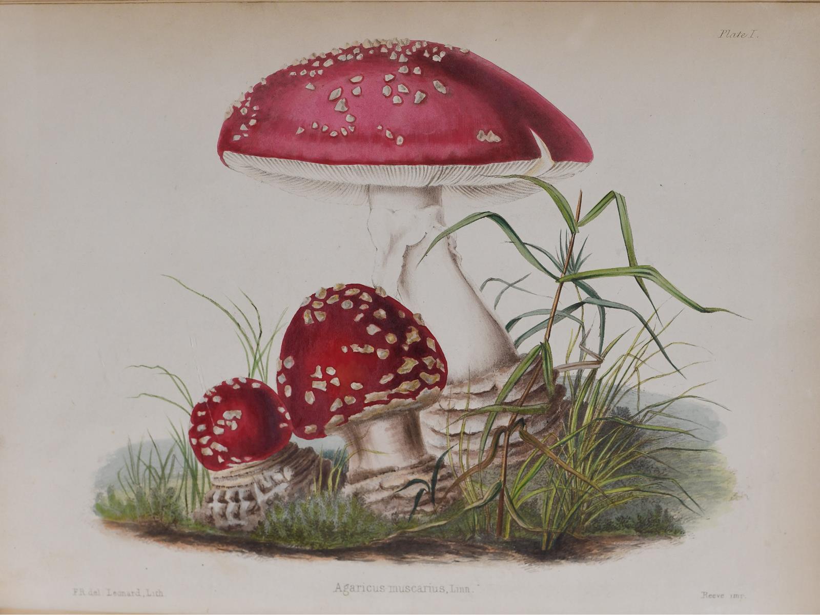 A drawing of three red mushrooms from the Academy's collections.