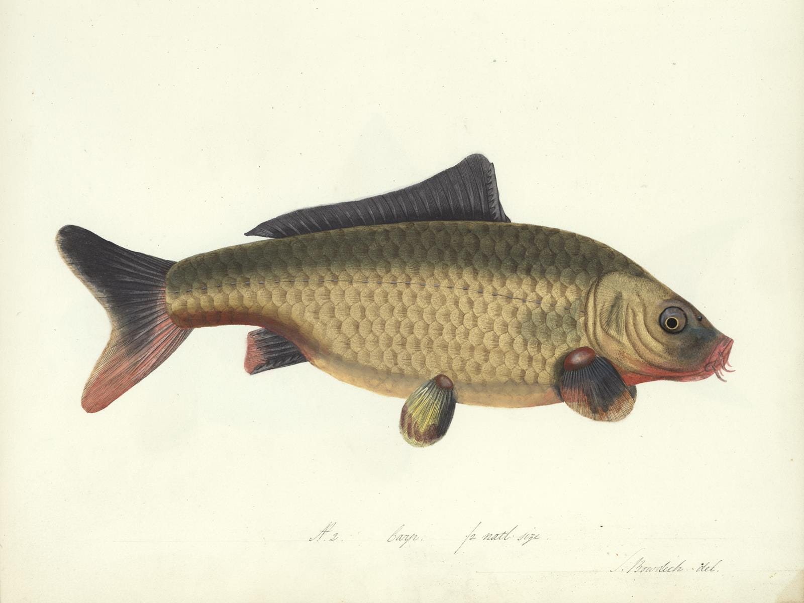 A historical drawing of a fish.